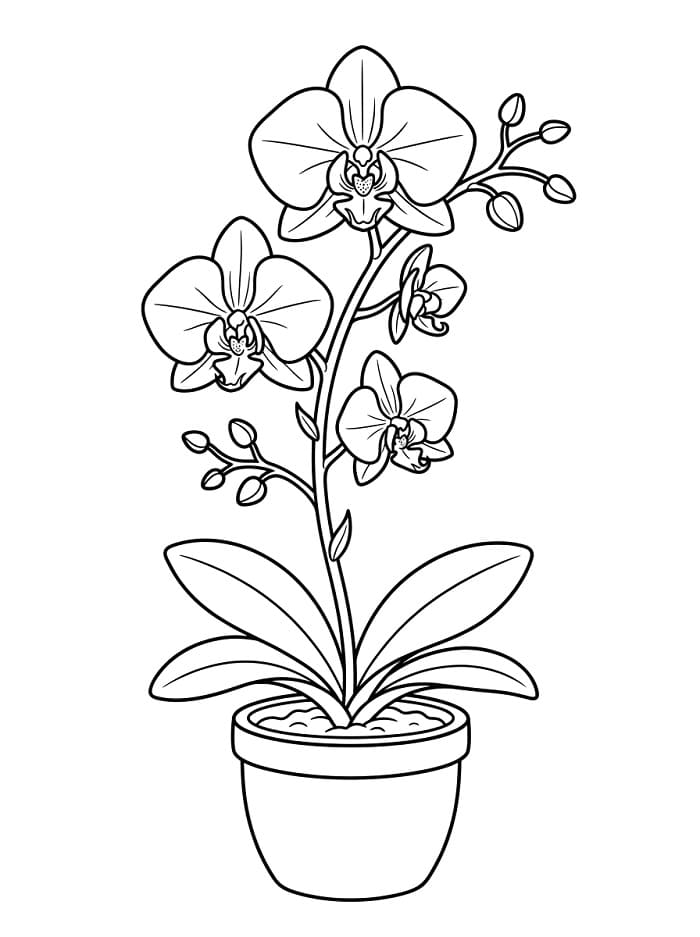 Orchidee gratis printbaar