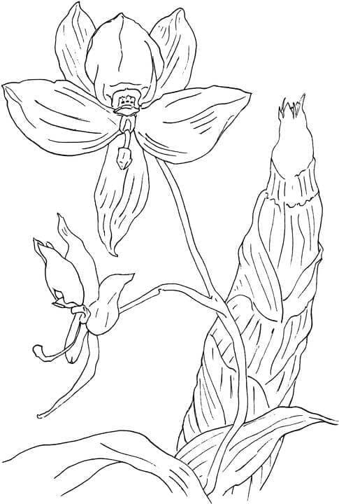 Orchidee gratis voor kinderen