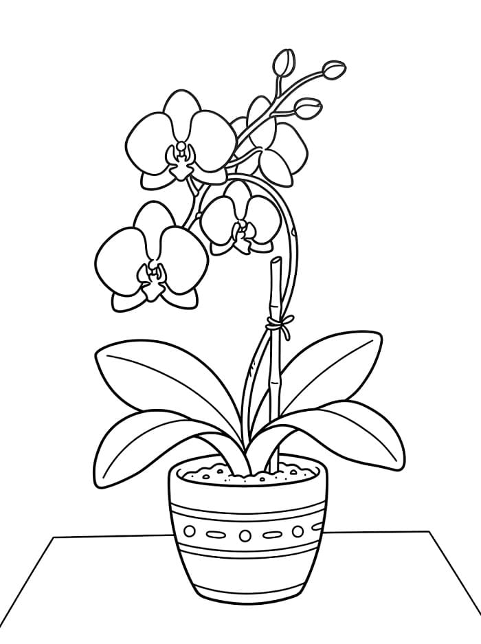 Orchidee gratis