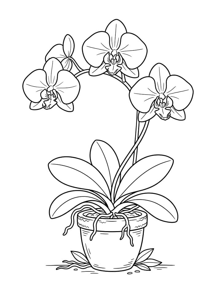 Orchidee om te printen
