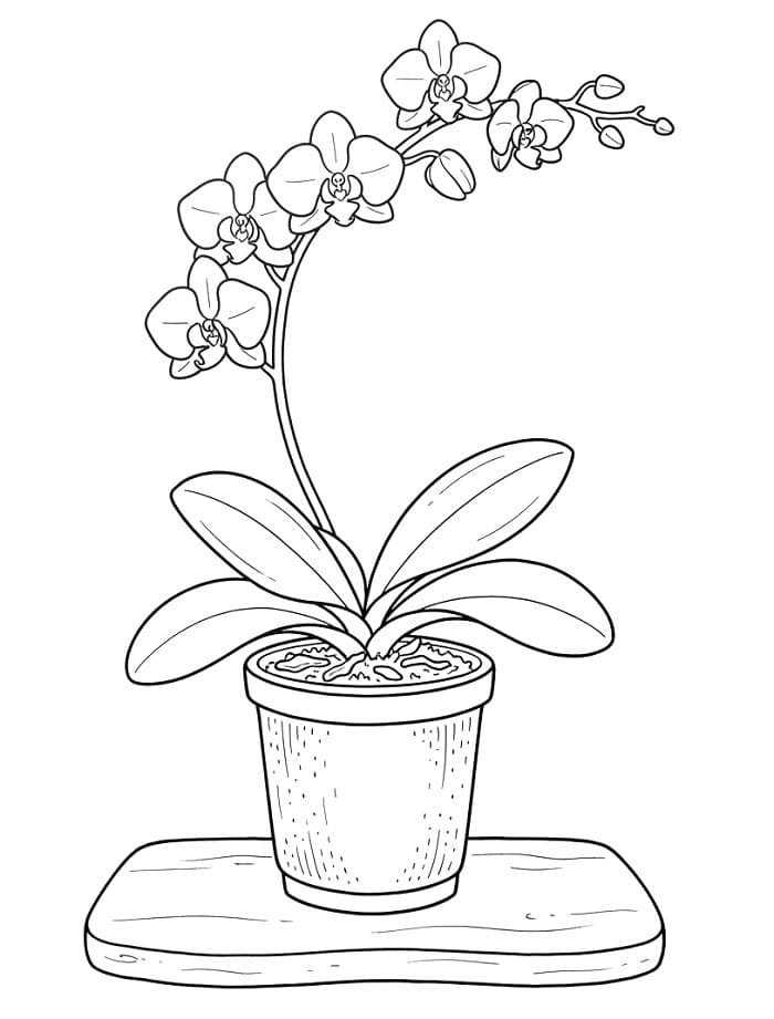 Orchidee printen