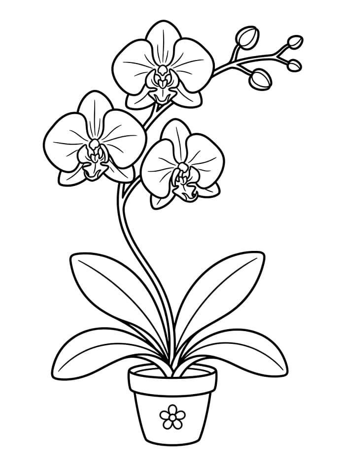Orchidee voor gratis gebruik