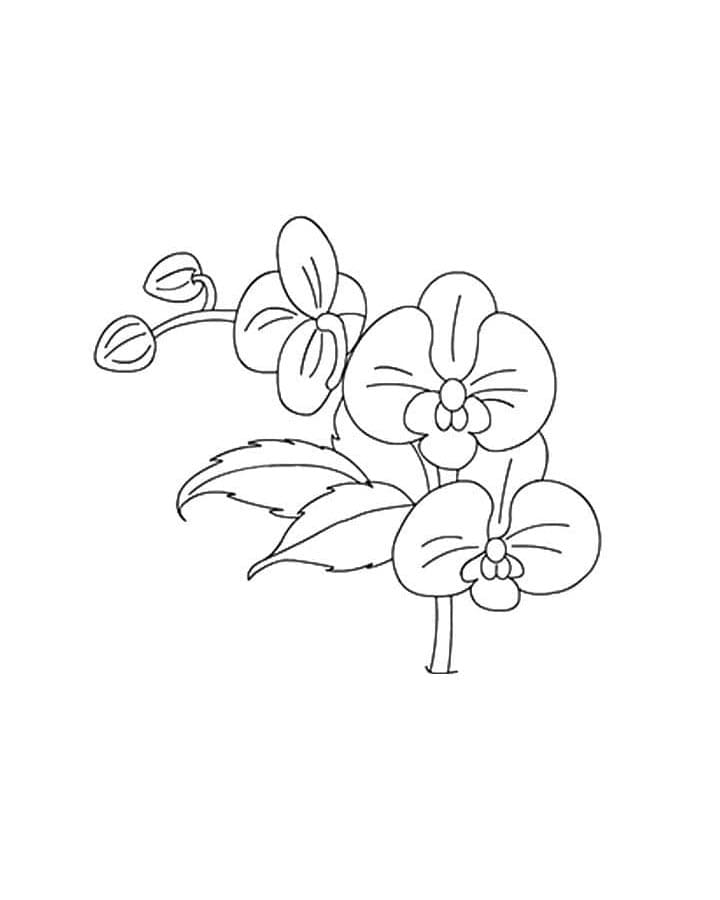 Orchidee voor kinderen van 1 jaar