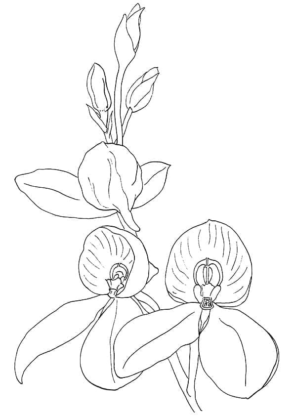 Orchidee voor kinderen
