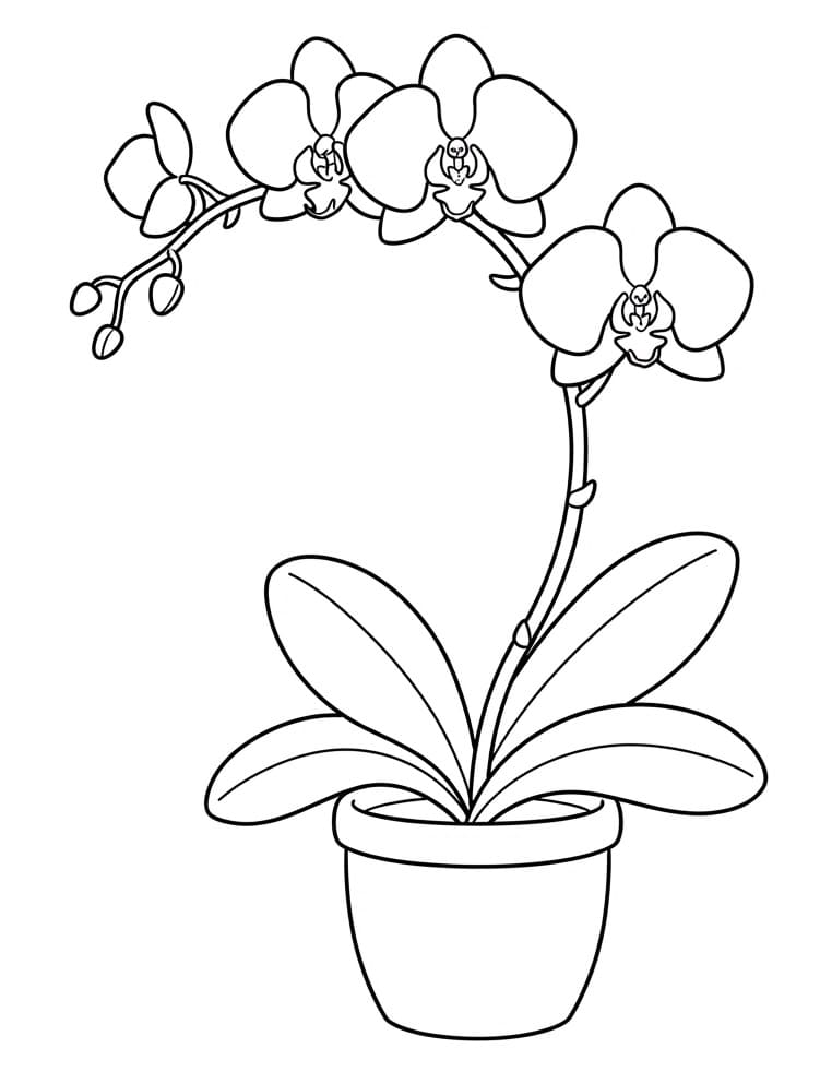Orchideebloem