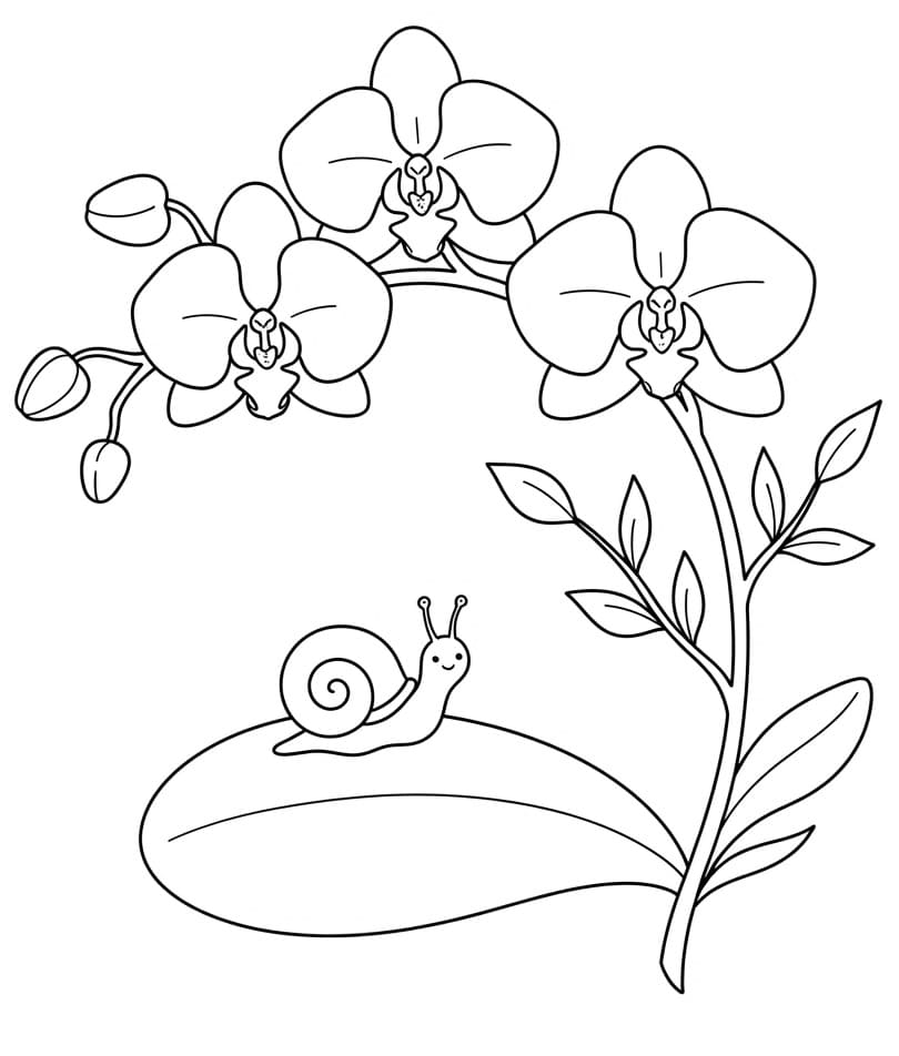Perfecte Orchidee