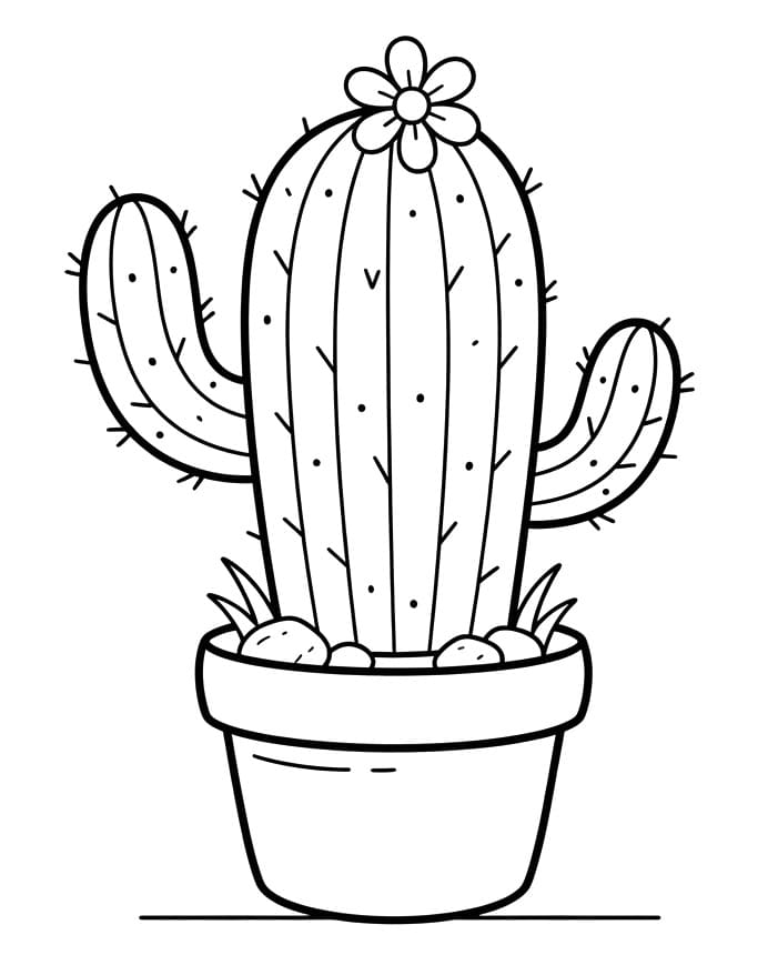 Perfecte cactus