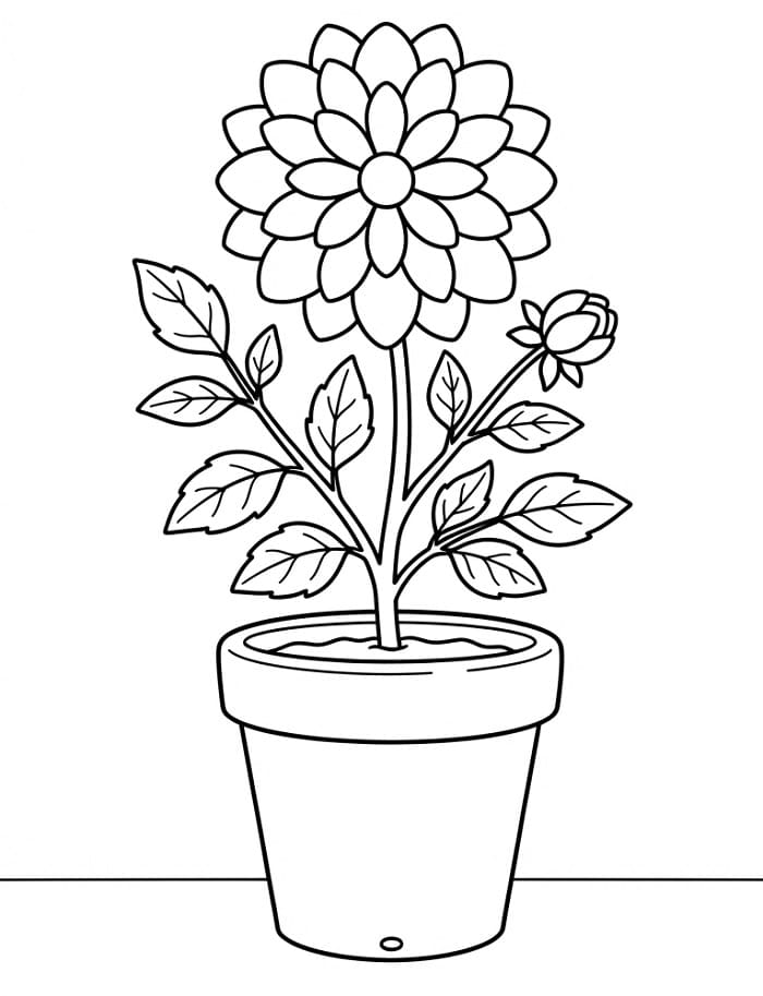 Prachtige Dahlia