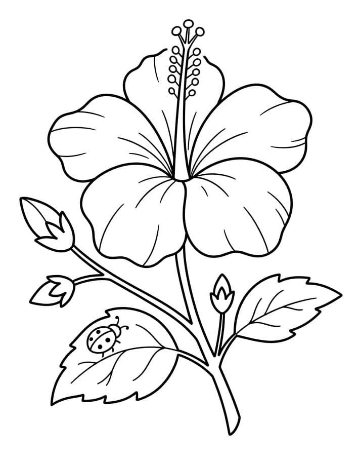 Prachtige Hibiscus