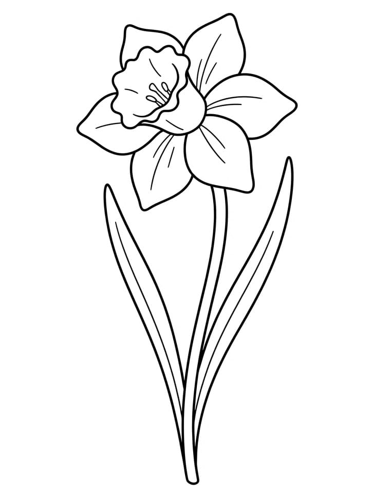 Prachtige Narcis