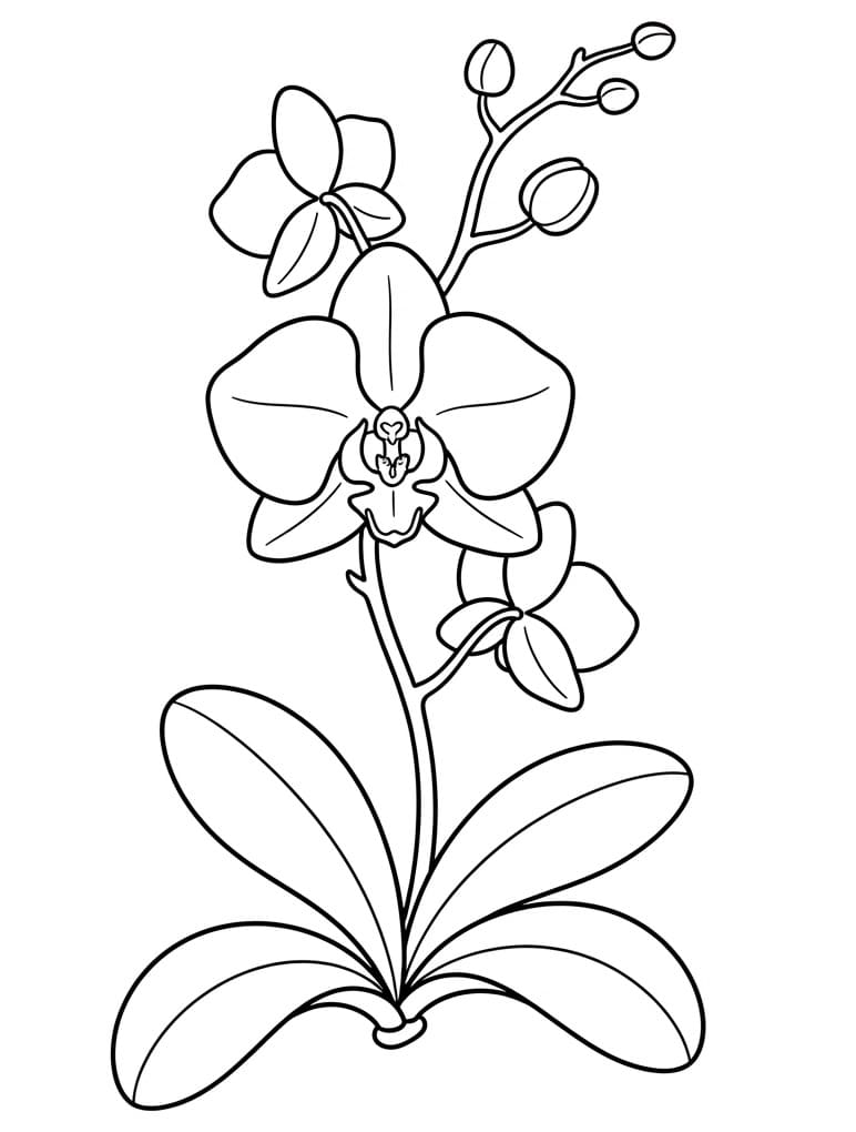 Prachtige Orchidee