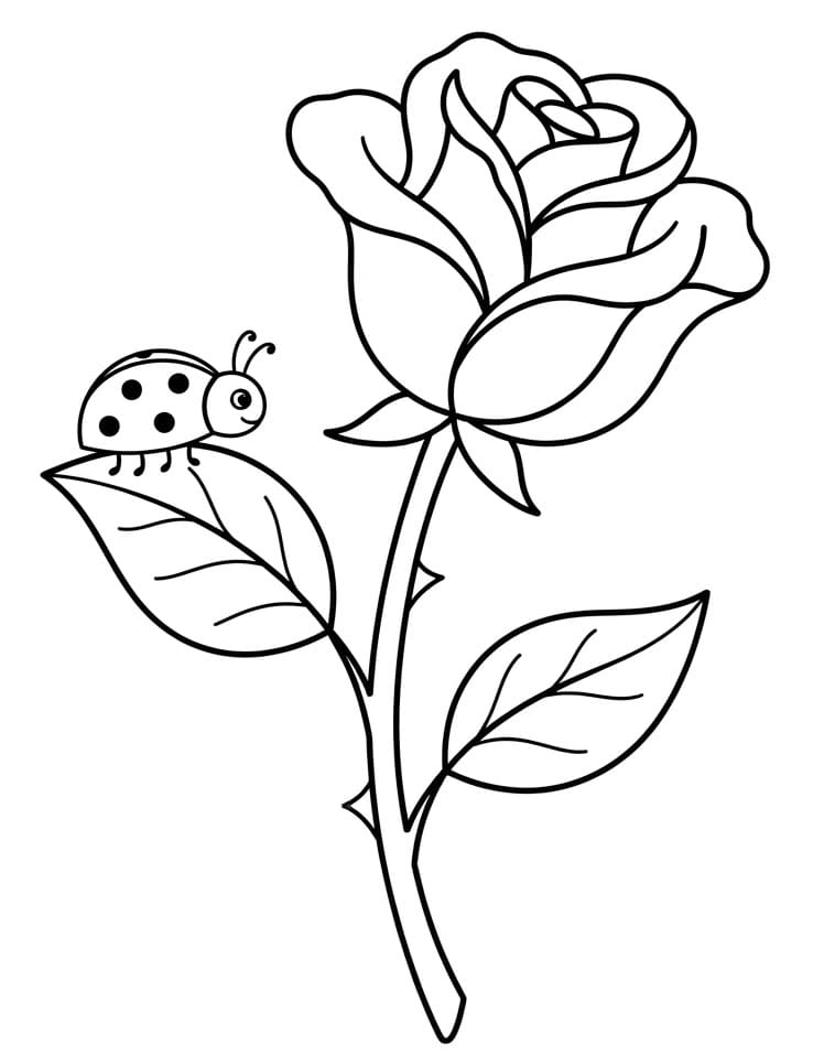 Prachtige Roos