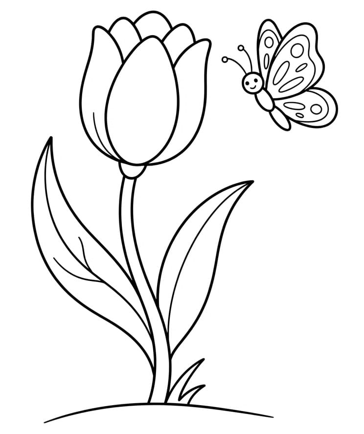 Prachtige Tulp