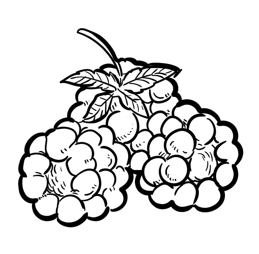 Printbare gratis framboos
