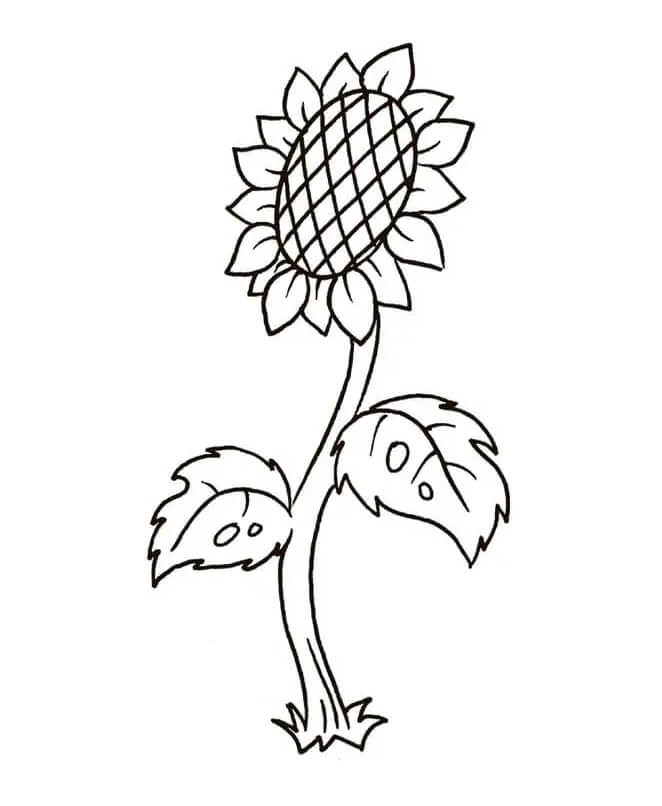 Printbare gratis zonnebloem