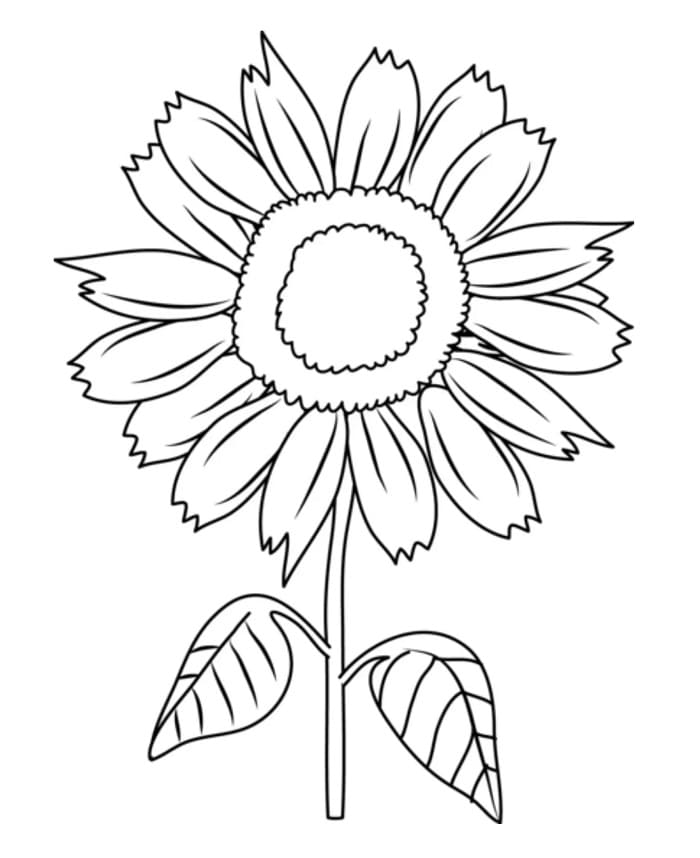 Printbare zonnebloem afbeelding