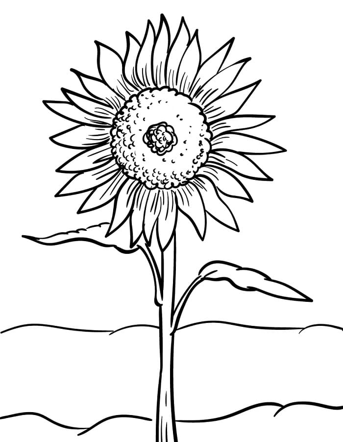 Printbare zonnebloem