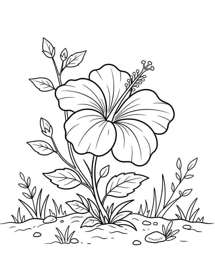 Schattige Hibiscus
