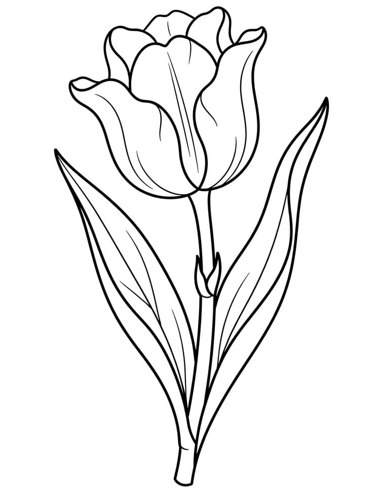 Schattige Tulp