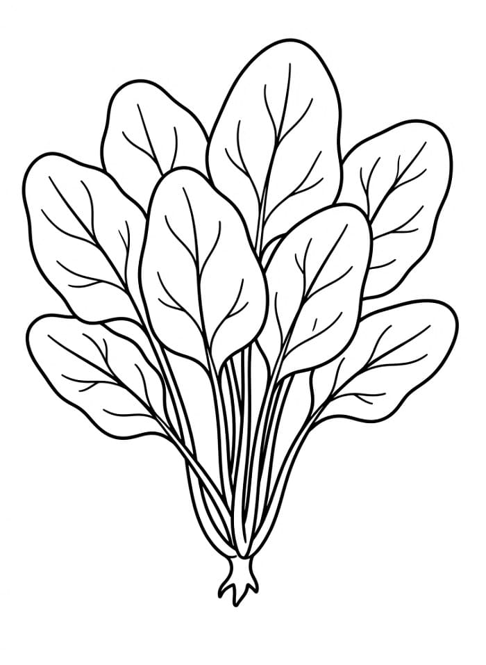 Spinazie kleurplaat