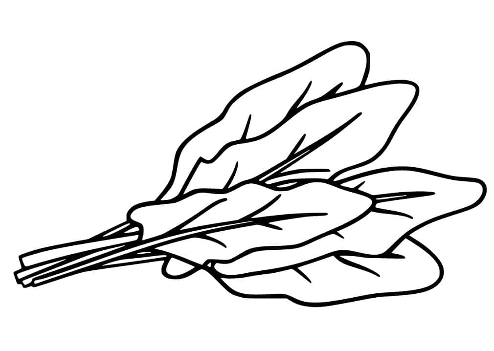 Spinazie (11)