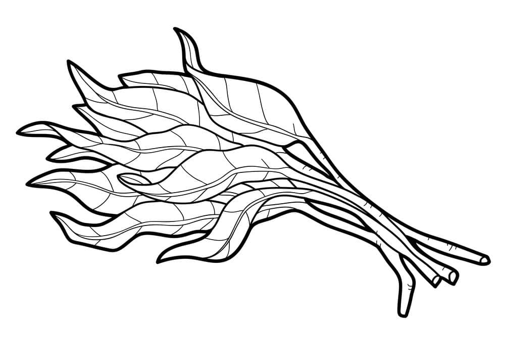 Spinazie (12)