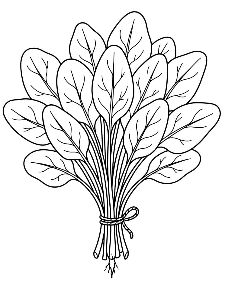 Spinazie (4)