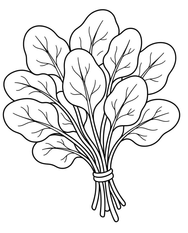 Spinazie (5)