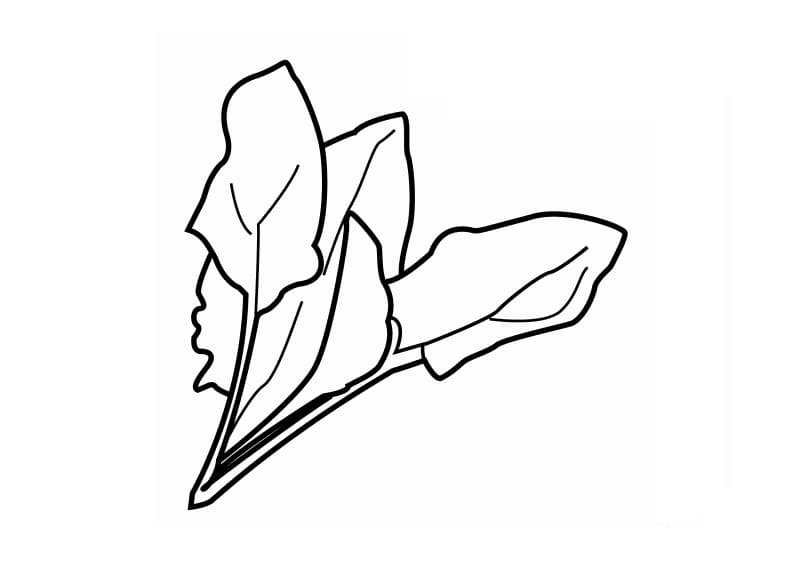 Spinazie (6)