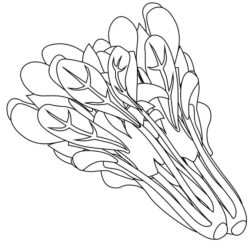 Spinazie (7)