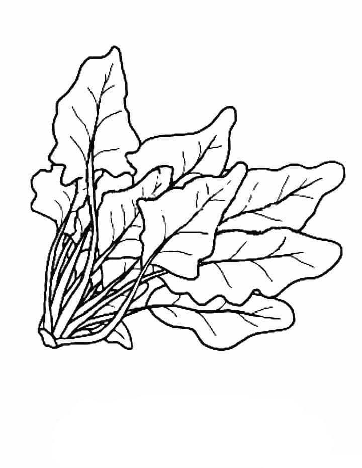 Spinazie (8)