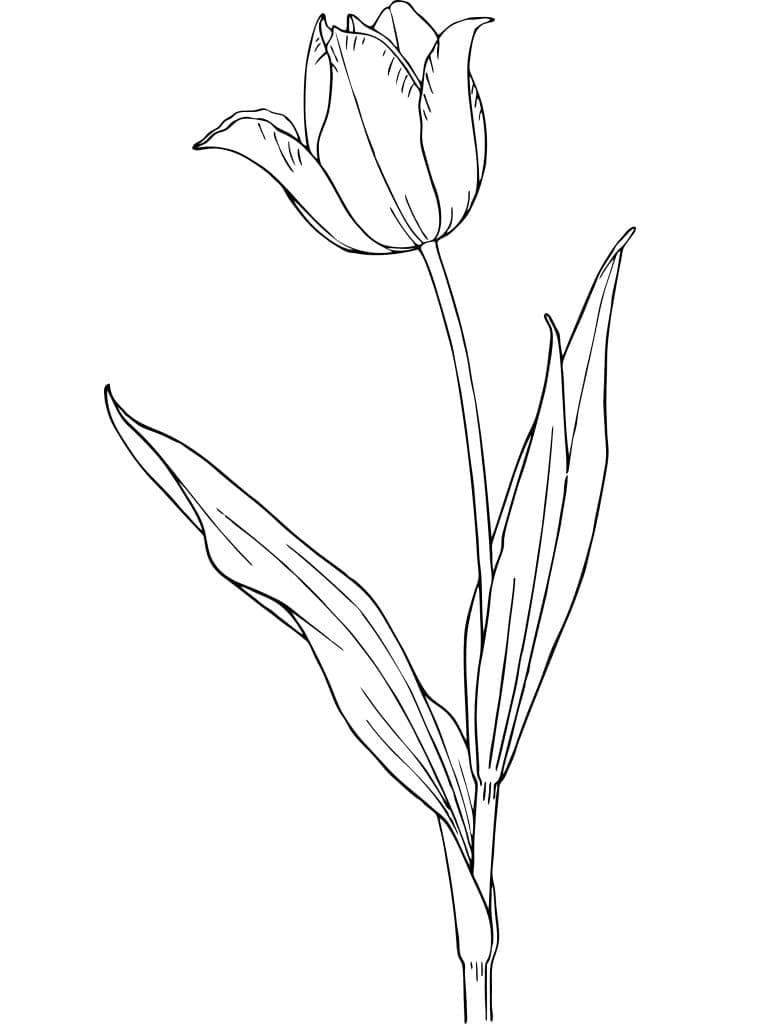 Tulp afbeelding