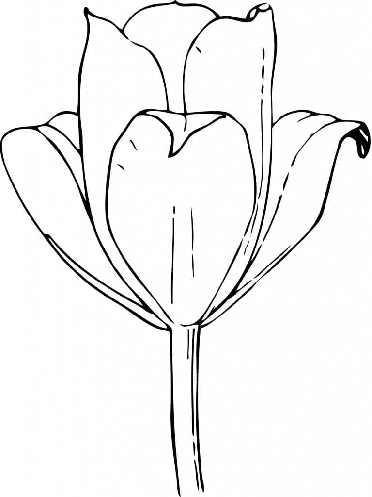 Tulp gratis afbeelding