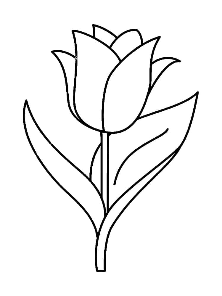 Tulp voor gratis gebruik