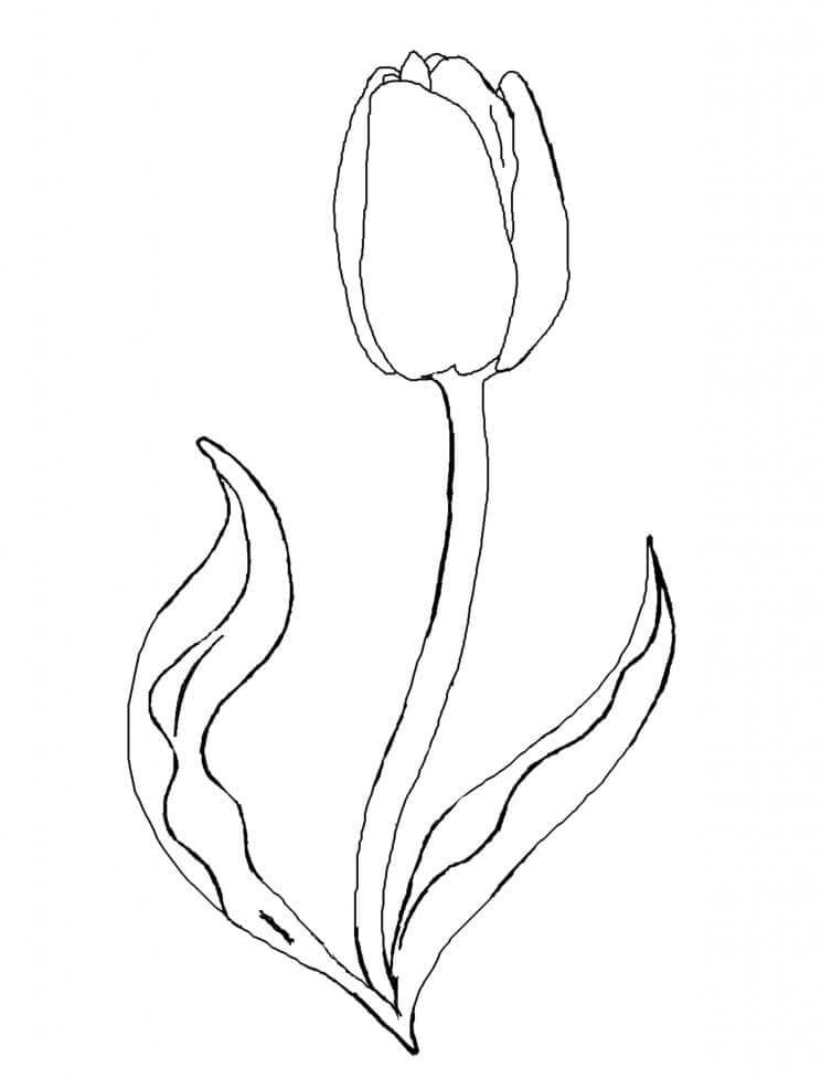 Tulp voor kinderen van 6 jaar