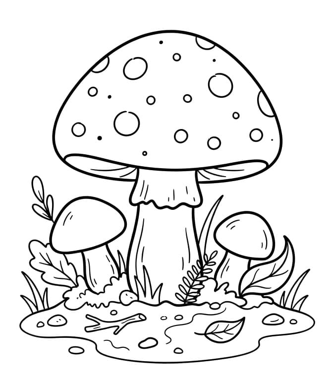 Veel paddenstoelen