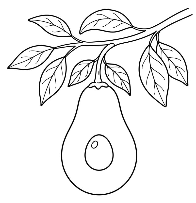 Verse avocado