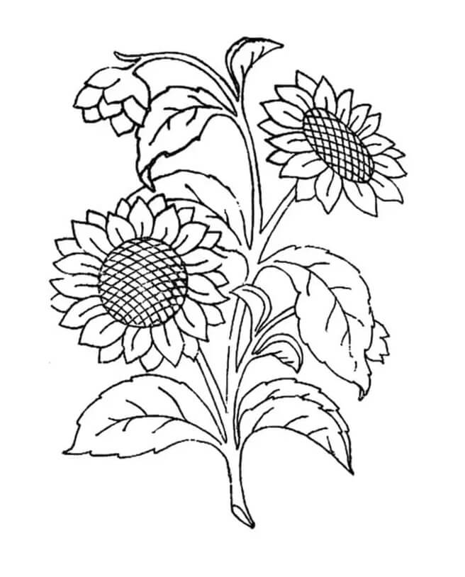 Zonnebloem 2