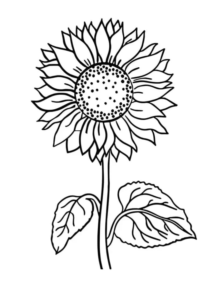 Zonnebloem afbeelding