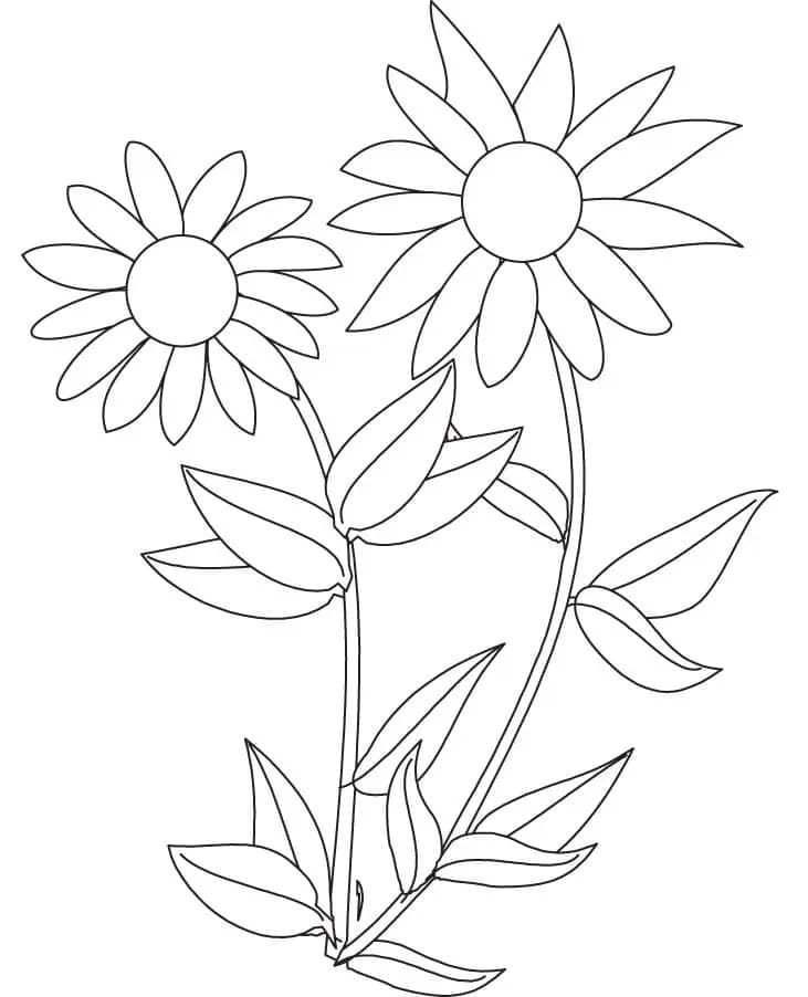 Zonnebloem kosteloos