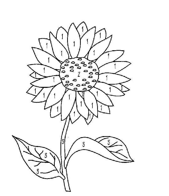 Zonnebloem om af te drukken