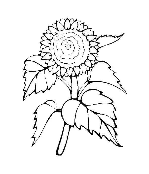 Zonnebloem om te printen