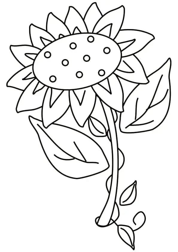 Zonnebloem printen