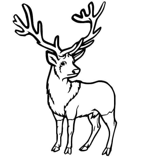 Cartoon Hert