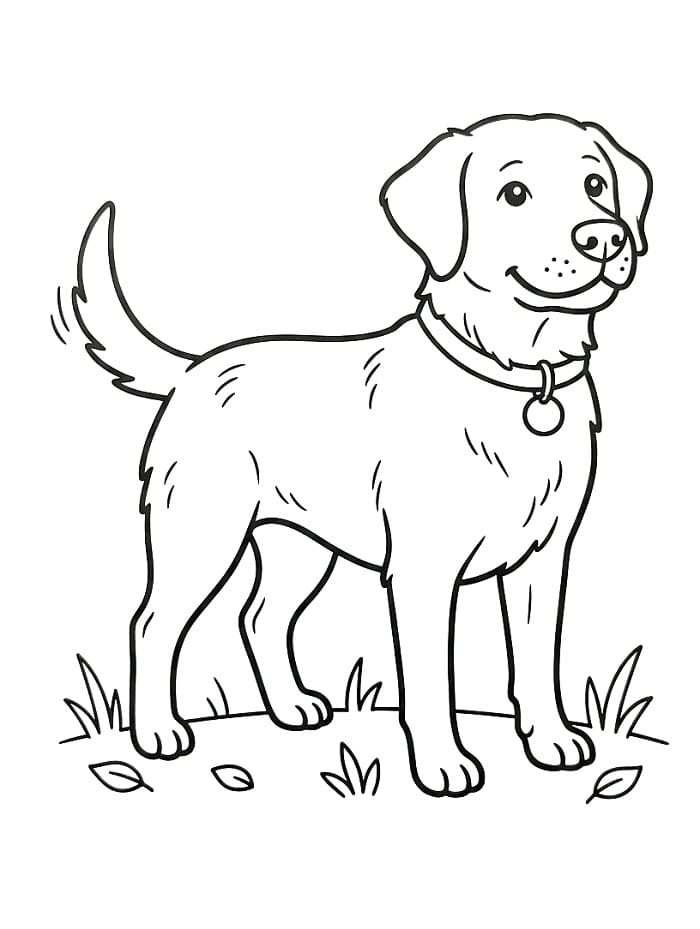 Honden