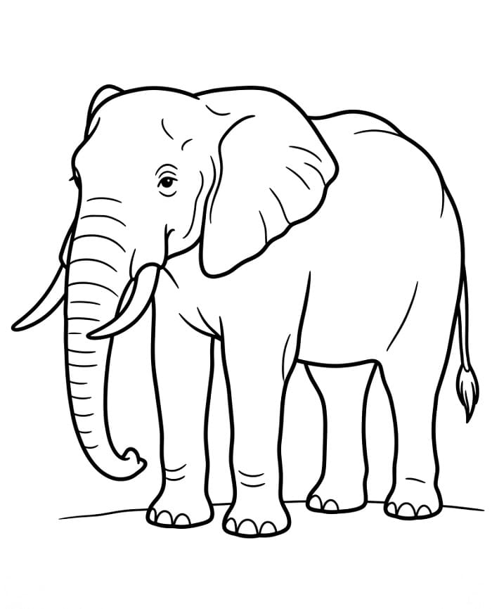 Eenvoudige Olifant