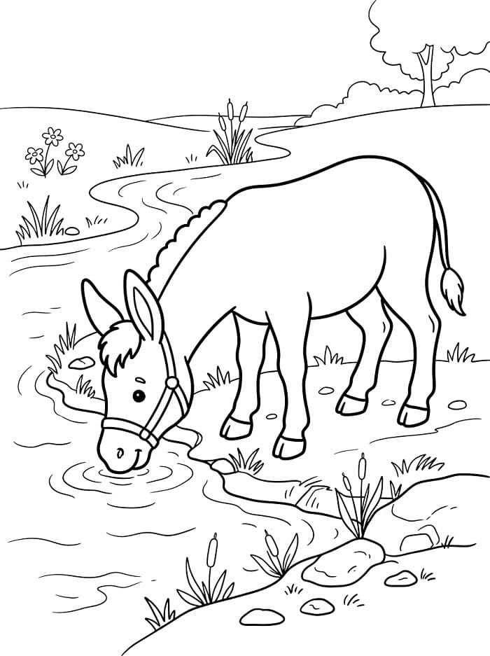 Ezel drinkt water
