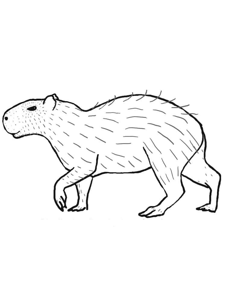 Geweldige Capibara