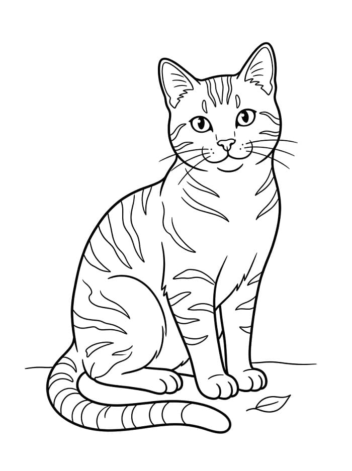 Gewone Kat