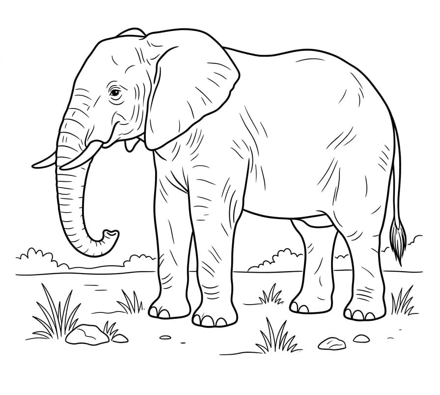 Gewone Olifant